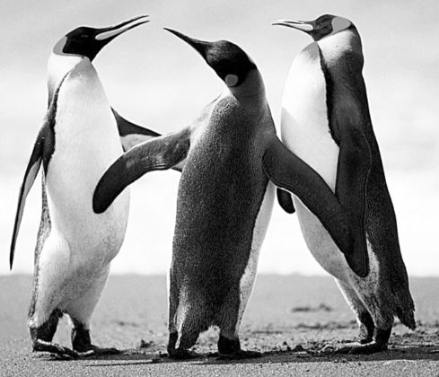 تصویر سیاه و سفید از پنگوئن ها