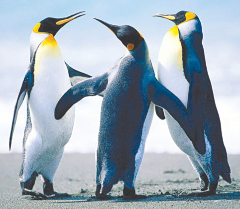 تصویر رنگی از پنگوئن ها